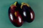 aubergine deux.JPG